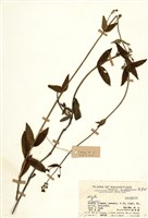 藏品(耳草屬)的圖片